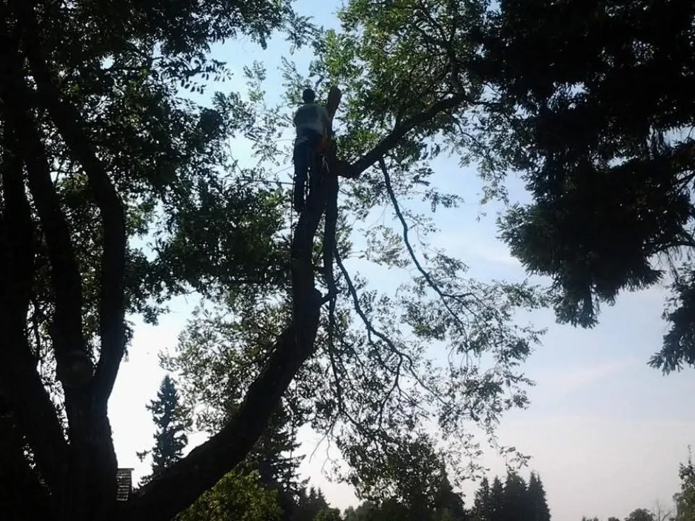 Trusted lawn mowing service in Winlock, WA - Advanced Tree Service