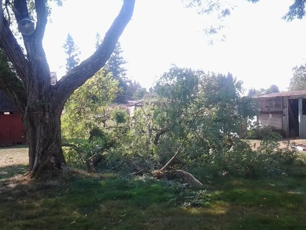 Affordable yard maintenance experts serving Winlock, WA - Advanced Tree Service