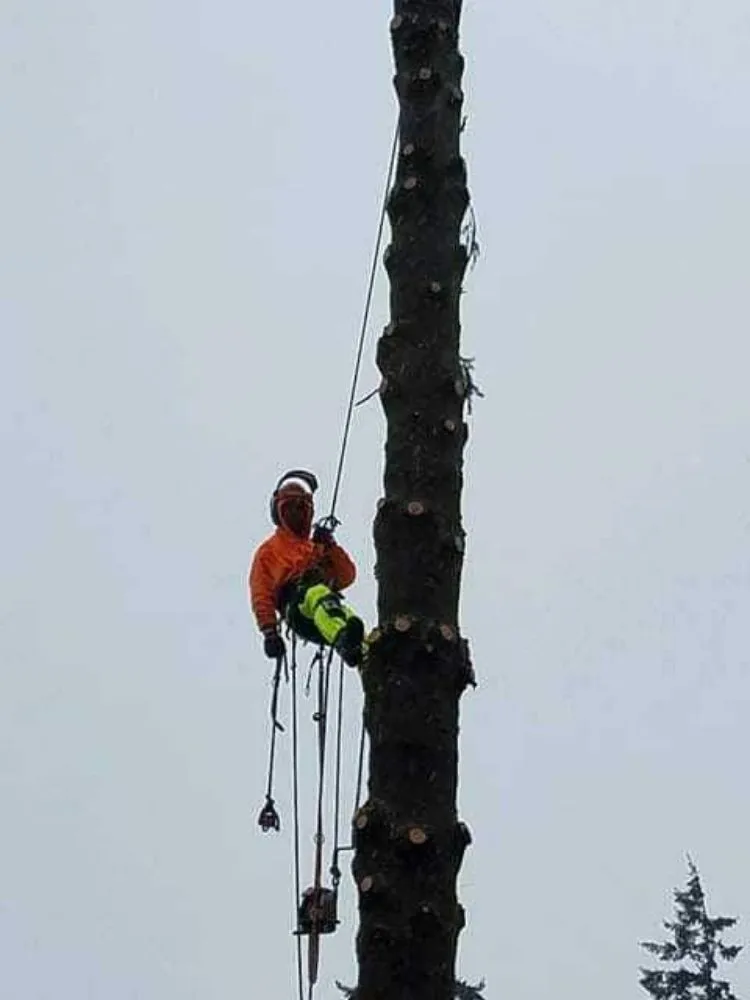 Custom garden landscaping experts serving Winlock, WA - Advanced Tree Service