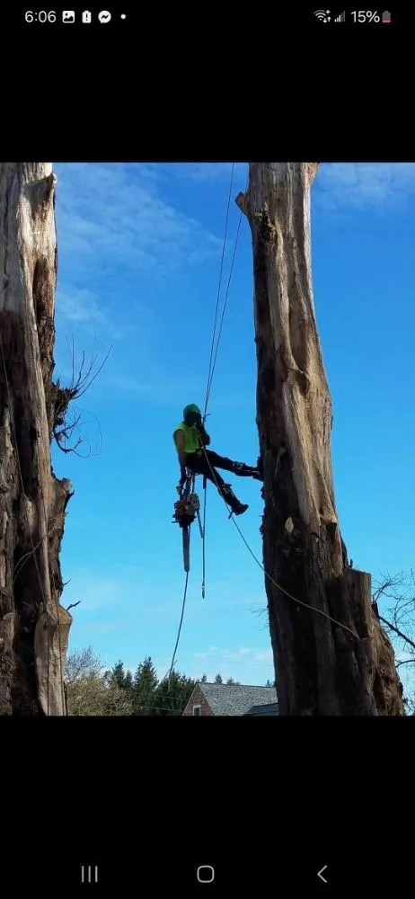 Expert landscaping services experts serving Winlock, WA - Advanced Tree Service
