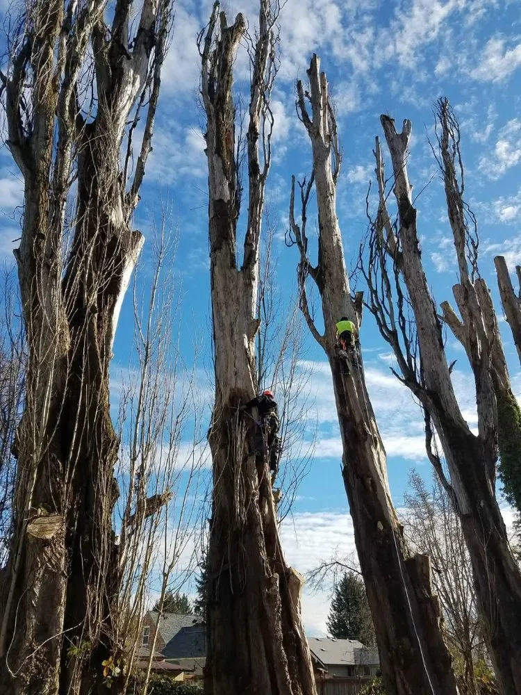 Affordable yard maintenance for residential properties across Winlock, WA - Advanced Tree Service