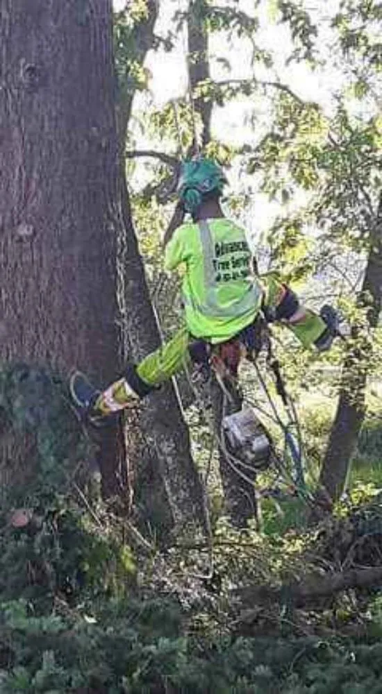 Trusted landscaping services in Winlock, WA - Advanced Tree Service