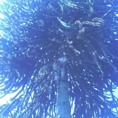 Advanced Tree Service