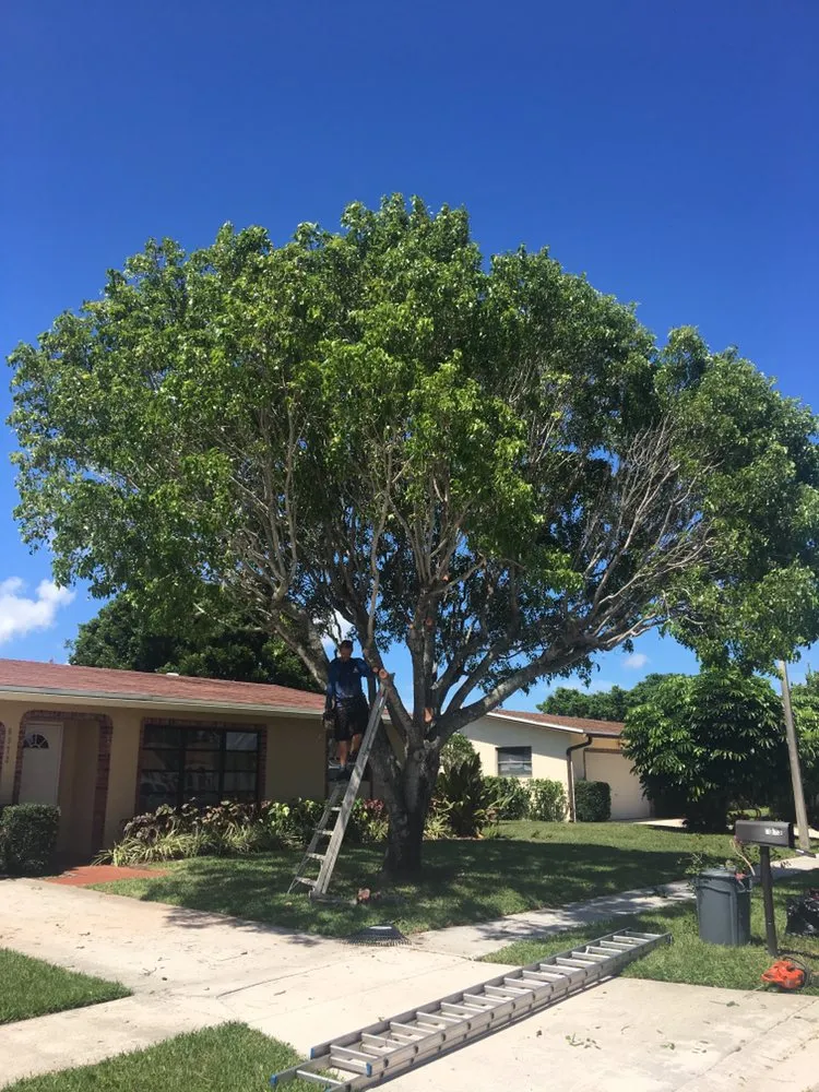 Reliable yard cleanup service for beautiful yards in Davie, FL by Advanced Tree Services & Property Maintenance