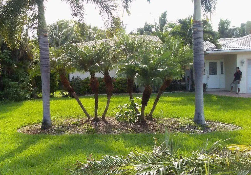 Trusted lawn care service in Davie, FL by Advanced Tree Services & Property Maintenance