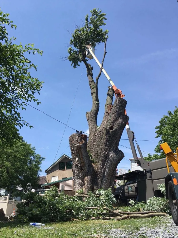Expert yard cleanup service for residential properties across Greencastle, PA - Advanced Tree Solutions