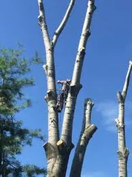 Expert yard cleanup service for outdoor upgrades across Greencastle, PA - Advanced Tree Solutions