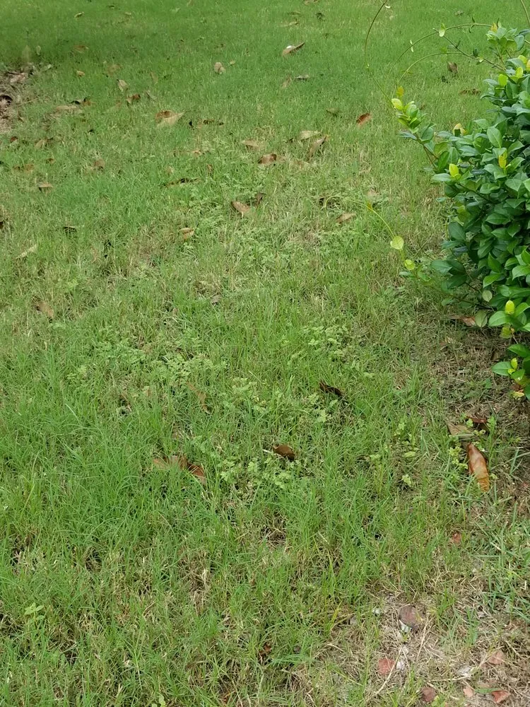 Professional landscape installation in Summerfield, FL by ADVANTAGE GREEN Lawn & Pest Solutions