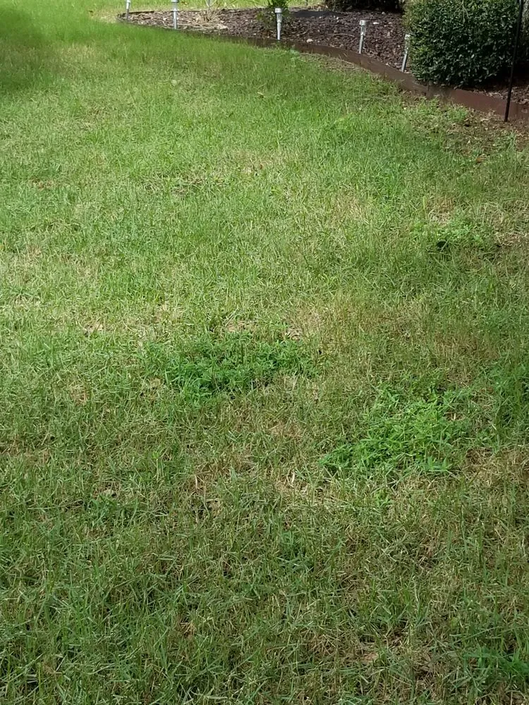 Professional lawn care service experts serving Summerfield, FL - ADVANTAGE GREEN Lawn & Pest Solutions