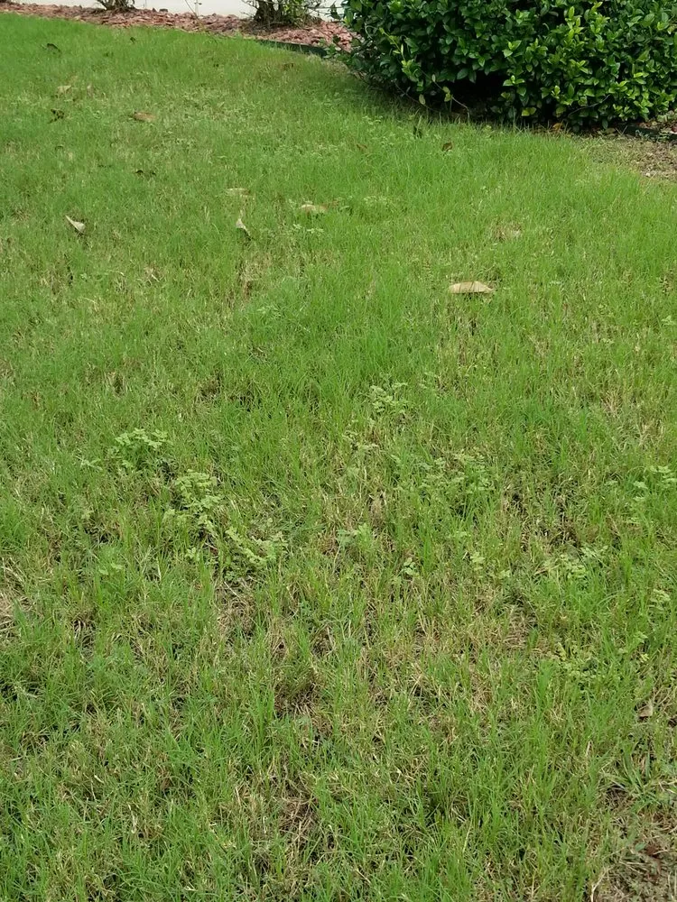 Expert landscape design for year-round maintenance in Summerfield, FL by ADVANTAGE GREEN Lawn & Pest Solutions