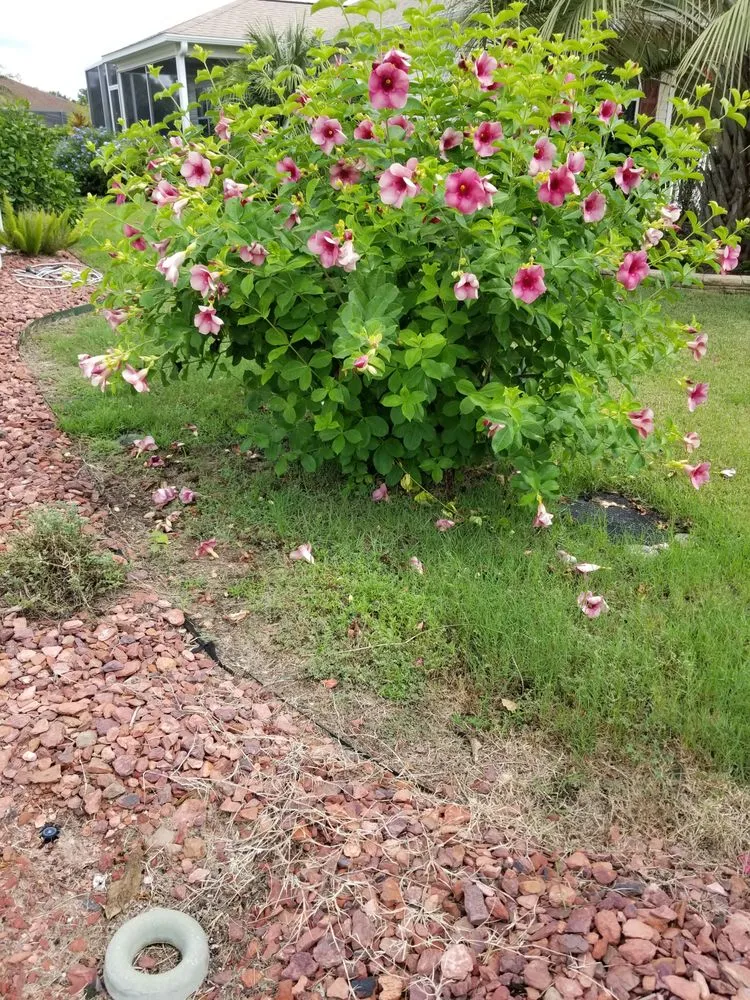 Local yard cleanup service for year-round maintenance in Summerfield, FL by ADVANTAGE GREEN Lawn & Pest Solutions