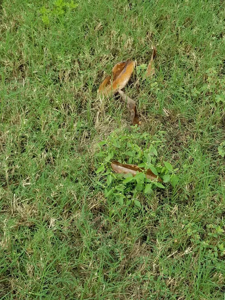 Affordable outdoor landscaping experts serving Summerfield, FL - ADVANTAGE GREEN Lawn & Pest Solutions