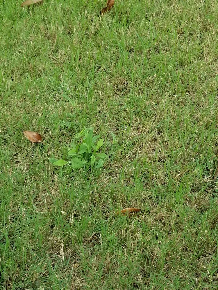 Trusted yard maintenance for beautiful yards across Summerfield, FL - ADVANTAGE GREEN Lawn & Pest Solutions