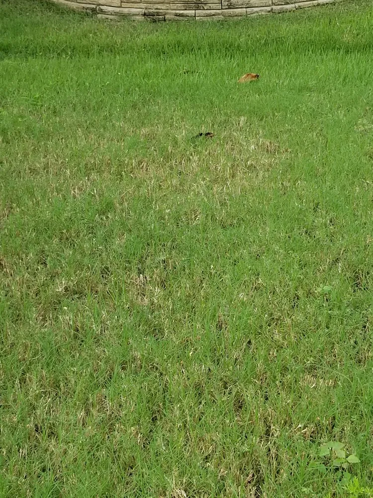 Reliable landscape design in Summerfield, FL - ADVANTAGE GREEN Lawn & Pest Solutions