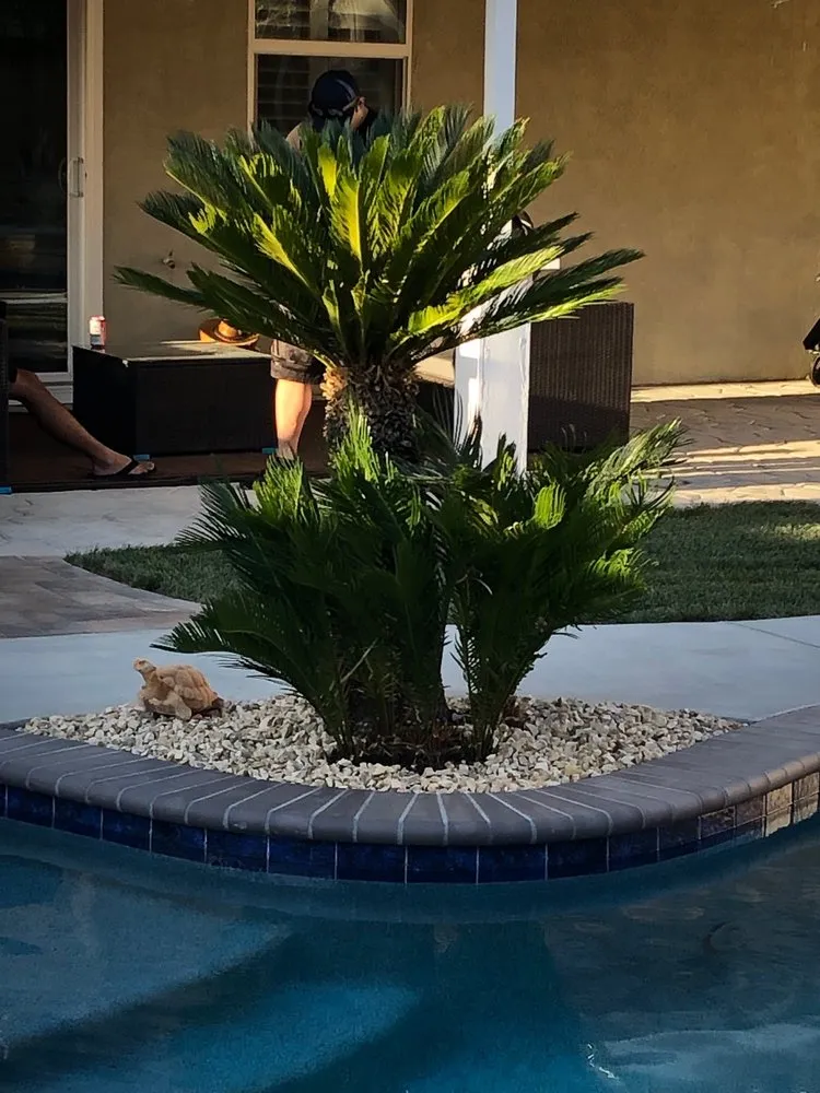 Custom yard cleanup service in Lancaster, CA by Advantage Landscapes