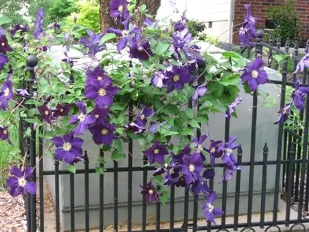 Local outdoor landscaping in Baltimore, MD by Advantage Lawn & Landscaping