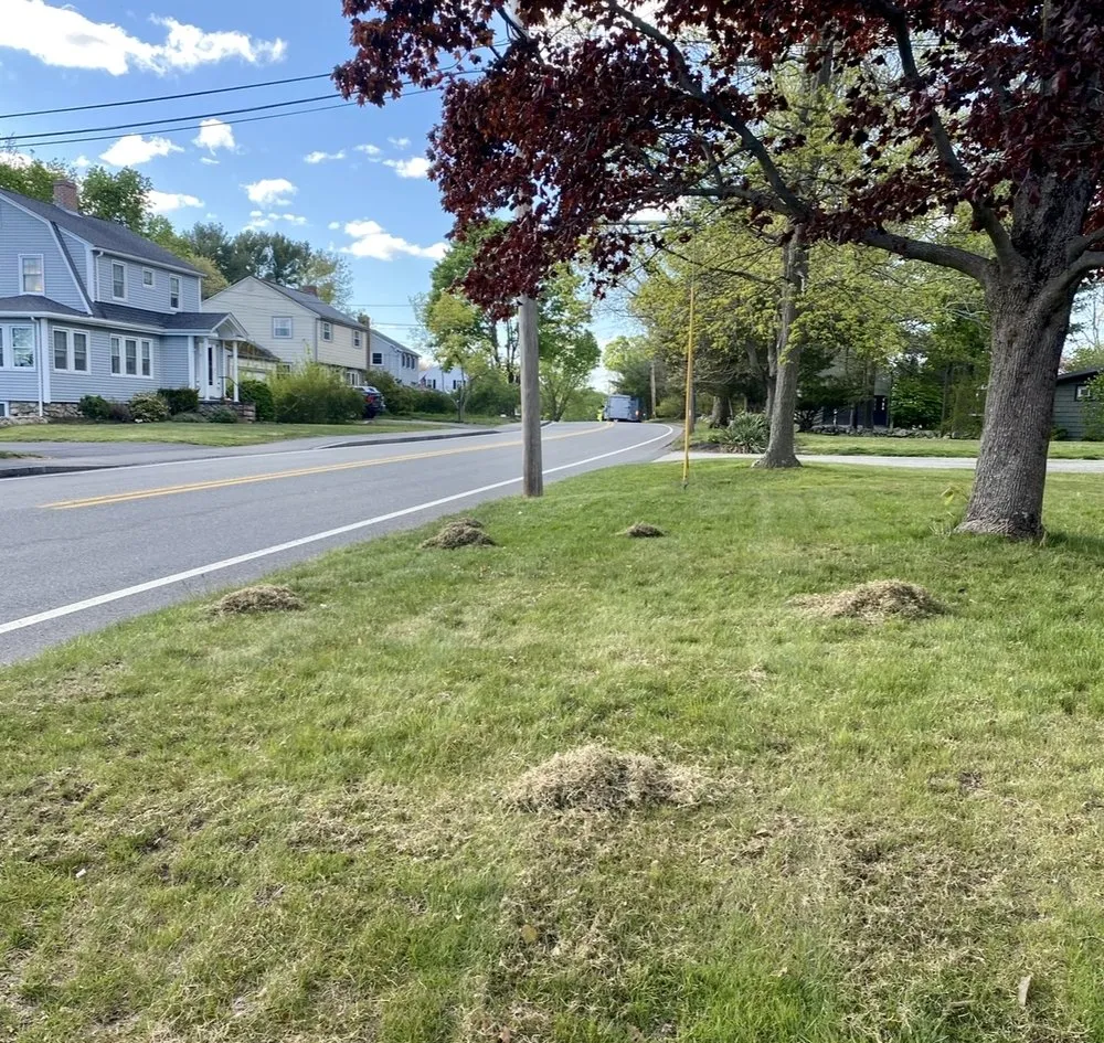 Affordable yard maintenance in Weymouth, MA by Advantage Lawn Care