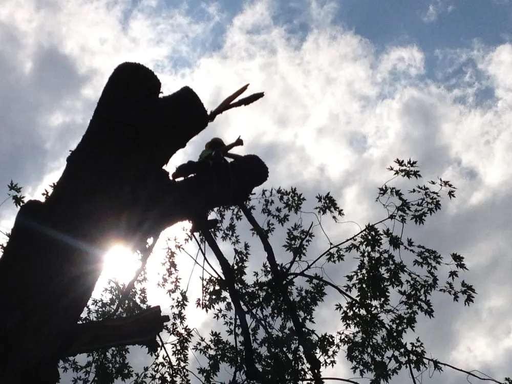 Professional landscaping services for outdoor upgrades across Delmar, NY - Advantage Tree Service