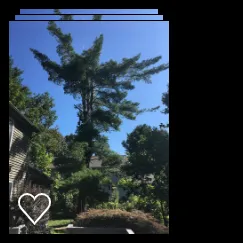 Top-rated outdoor landscaping in Delmar, NY - Advantage Tree Service