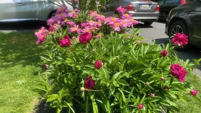 Trusted landscape design in Phoenix, MD by A&E Design Landscape Contractors