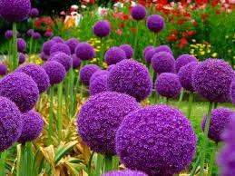 Top-rated outdoor landscaping for beautiful yards across Phoenix, MD - A&E Design Landscape Contractors