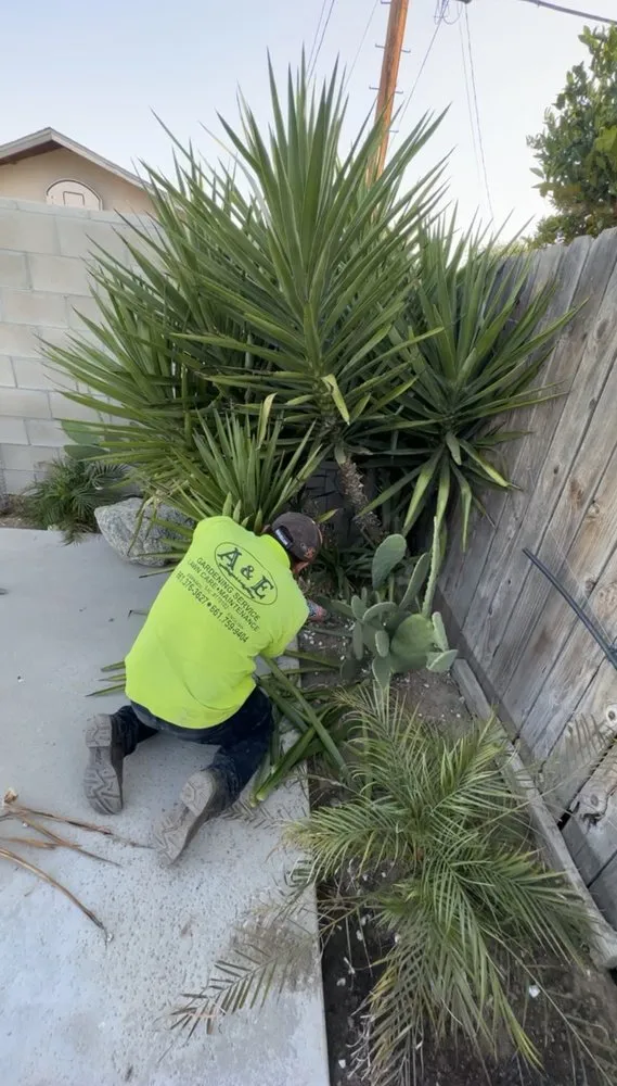 Trusted yard maintenance for residential properties across Bakersfield, CA - A&E Gardening Service