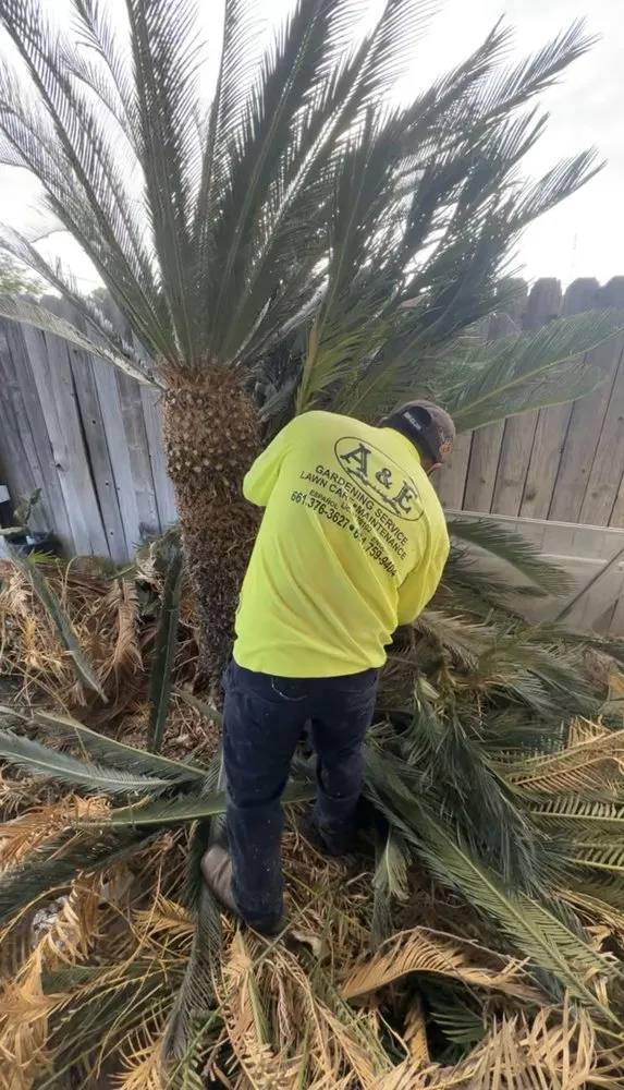 Reliable landscaping services experts serving Bakersfield, CA - A&E Gardening Service