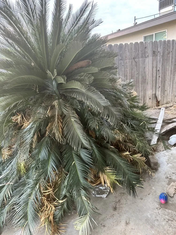 Local lawn care service for beautiful yards across Bakersfield, CA - A&E Gardening Service