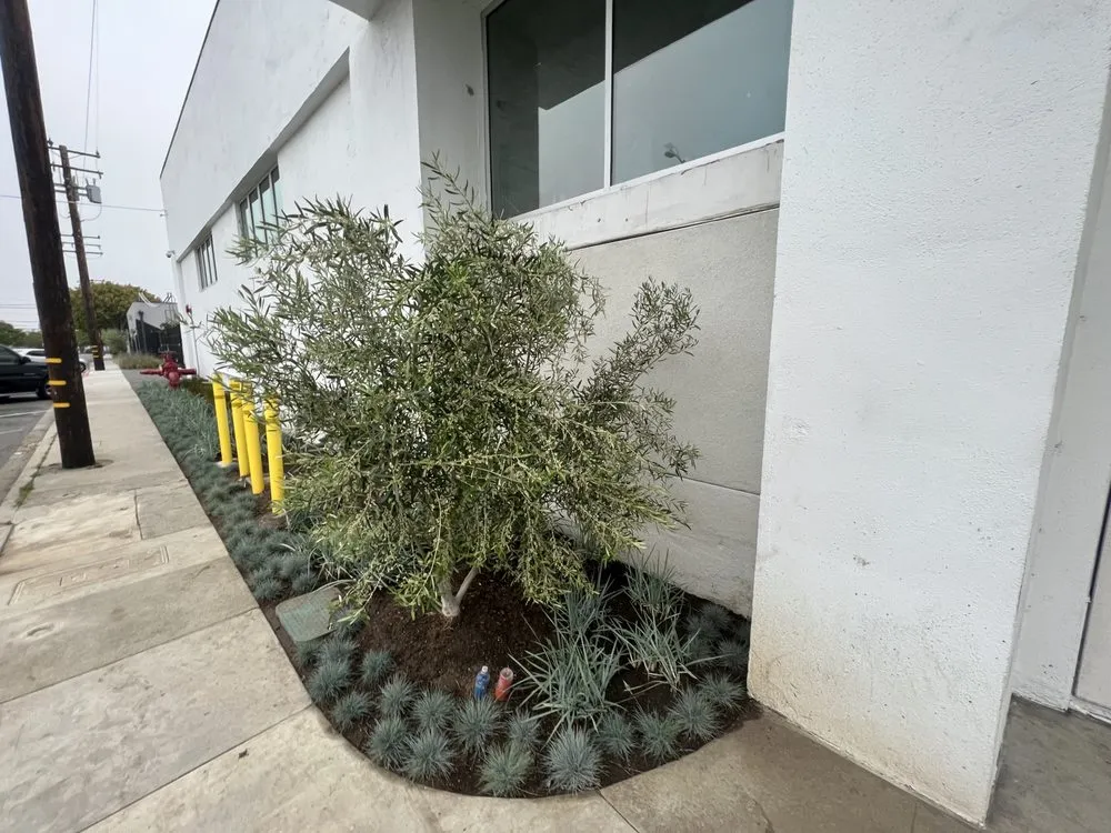 Reliable yard cleanup service for outdoor upgrades across North Hollywood, CA - A&E Landscape & Water Solutions