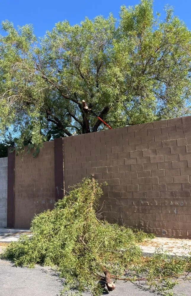 Top-rated yard cleanup service in Las Vegas, NV - A&E Landscape and Trees