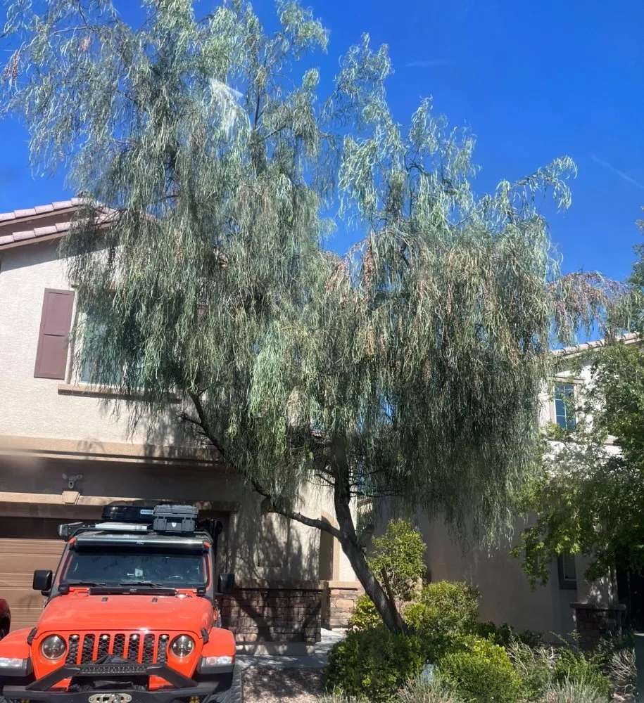 Top-rated lawn mowing service for homes in Las Vegas, NV by A&E Landscape and Trees