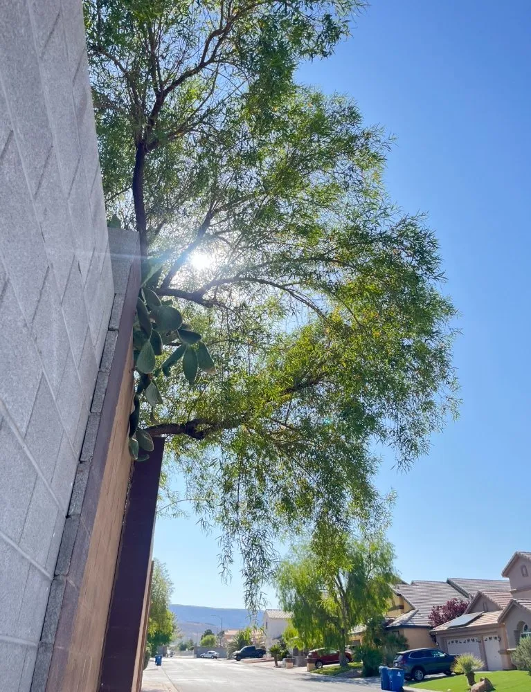 Local garden landscaping near you in Las Vegas, NV by A&E Landscape and Trees