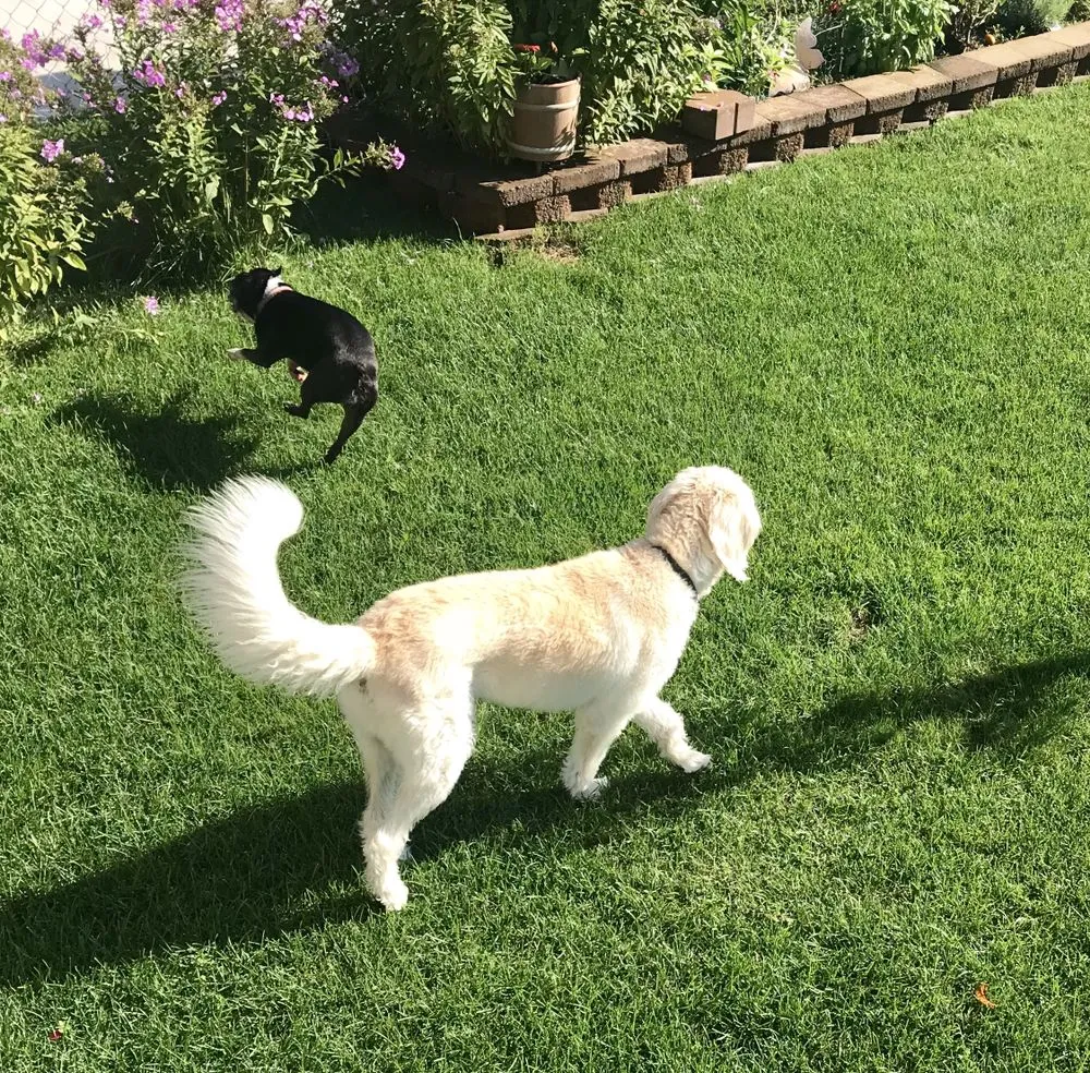 Local landscape installation in Chicago, IL by A&E Landscaping