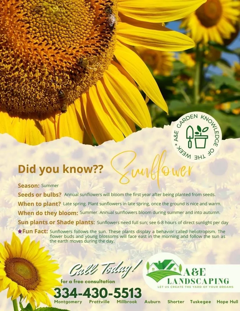 Trusted landscaping services in Montgomery, AL - A&e Landscaping