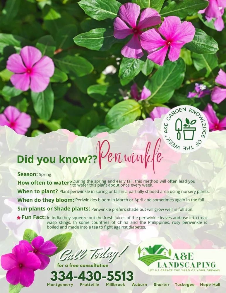 Reliable residential landscaping in Montgomery, AL by A&e Landscaping