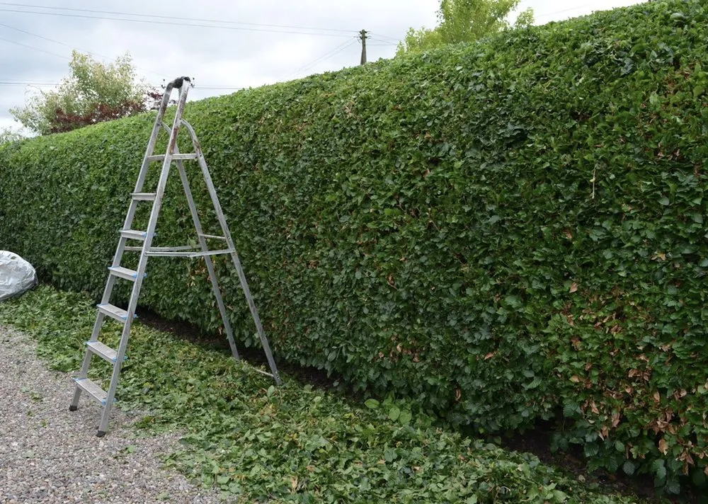 Expert landscape installation in Tustin, CA - A&E Landscaping