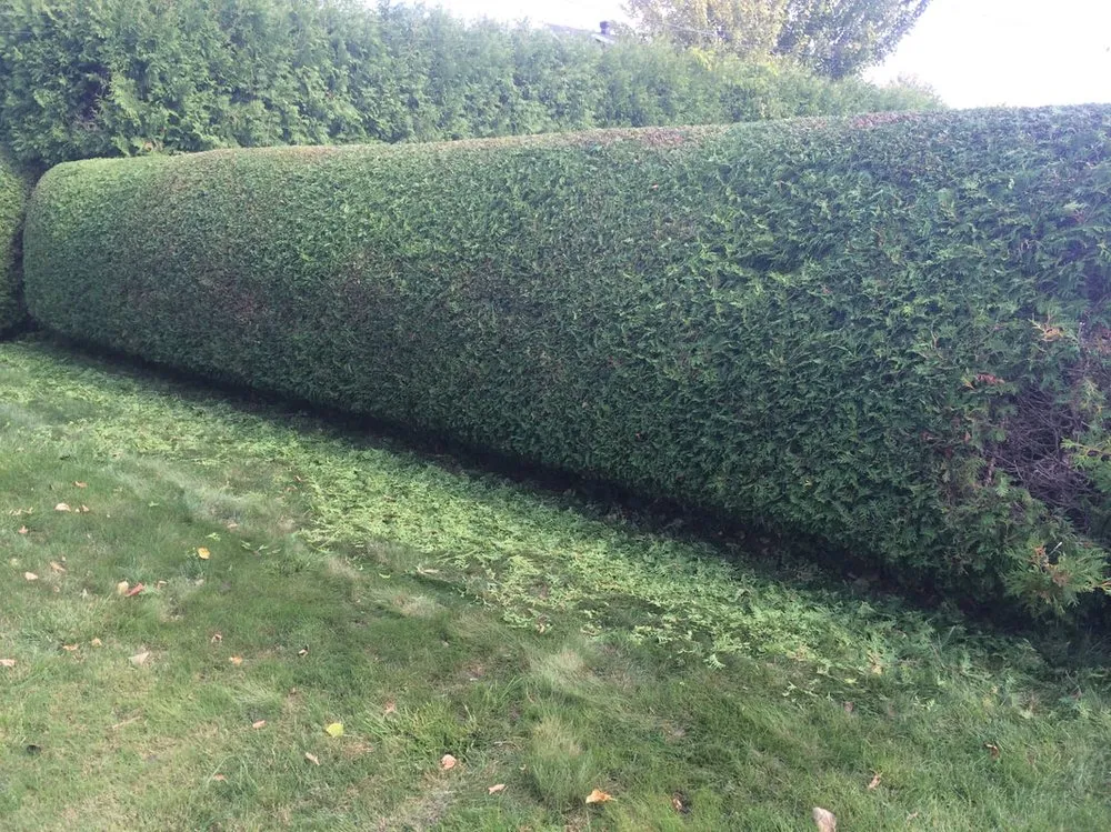 Top-rated yard cleanup service near you in Tustin, CA by A&E Landscaping