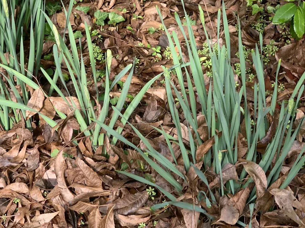 Top-rated landscaping services with custom design across Dothan, AL - A&E Lawn Care