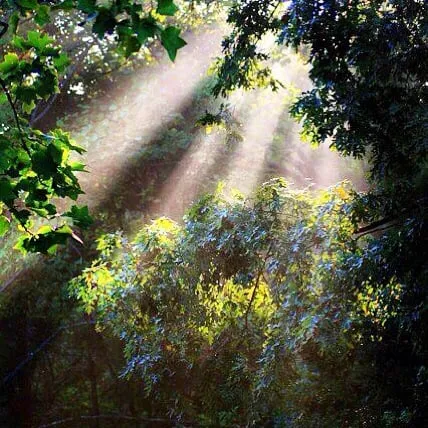 Custom landscaping services experts serving Dothan, AL - A&E Lawn Care