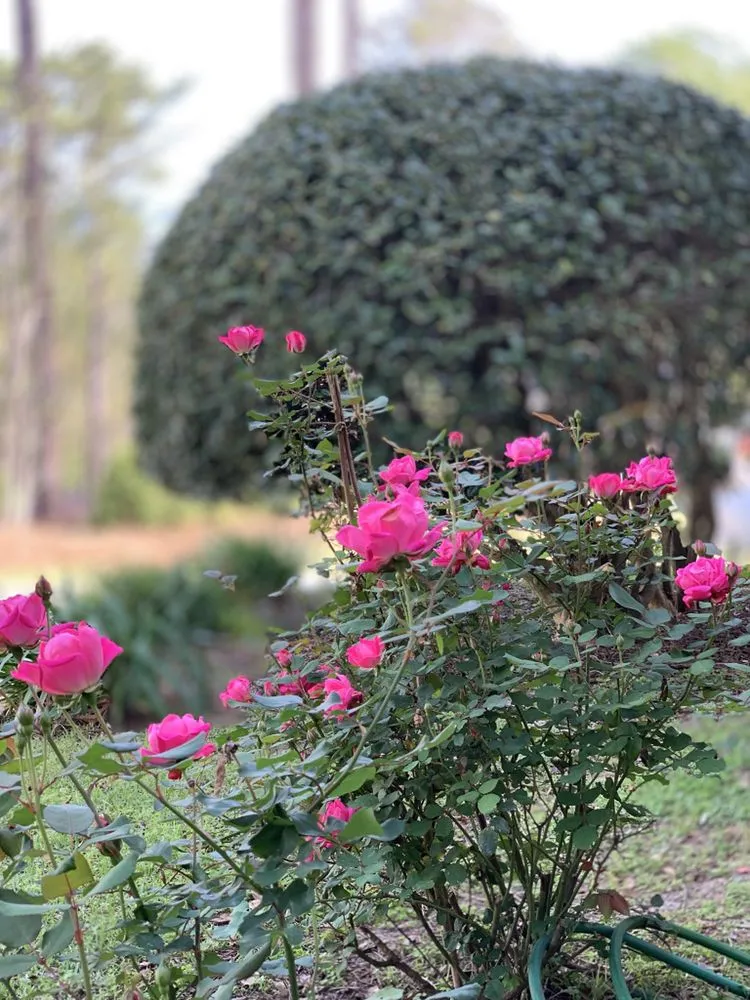 Top-rated garden landscaping in Dothan, AL by A&E Lawn Care