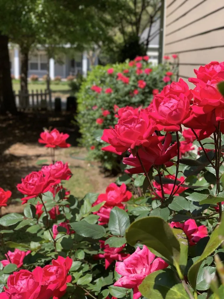 Trusted garden landscaping in Dothan, AL by A&E Lawn Care