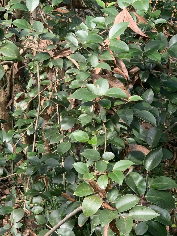 Professional outdoor landscaping for residential properties in Dothan, AL by A&E Lawn Care