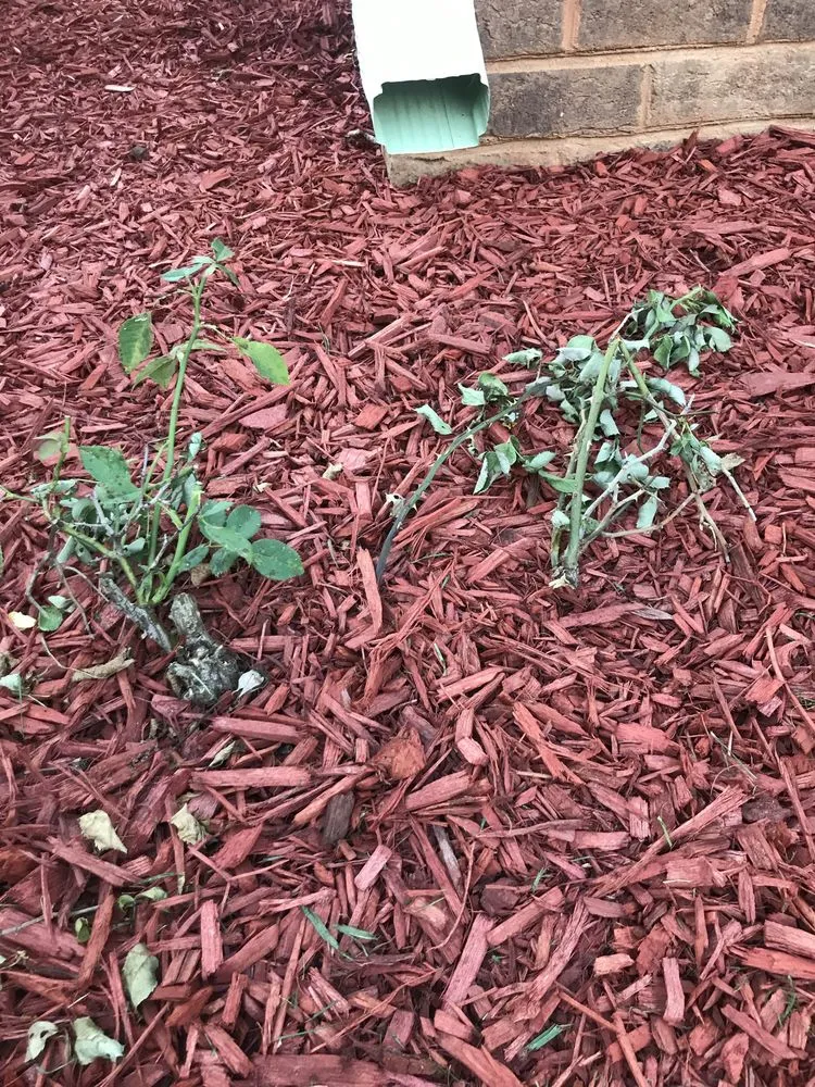 Trusted garden landscaping experts serving Heath Springs, SC - A&E Lawn Care