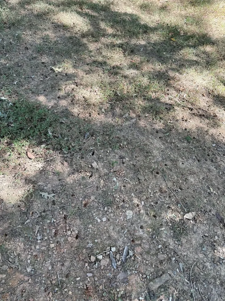 Reliable lawn care service for homes across Heath Springs, SC - A&E Lawn Care