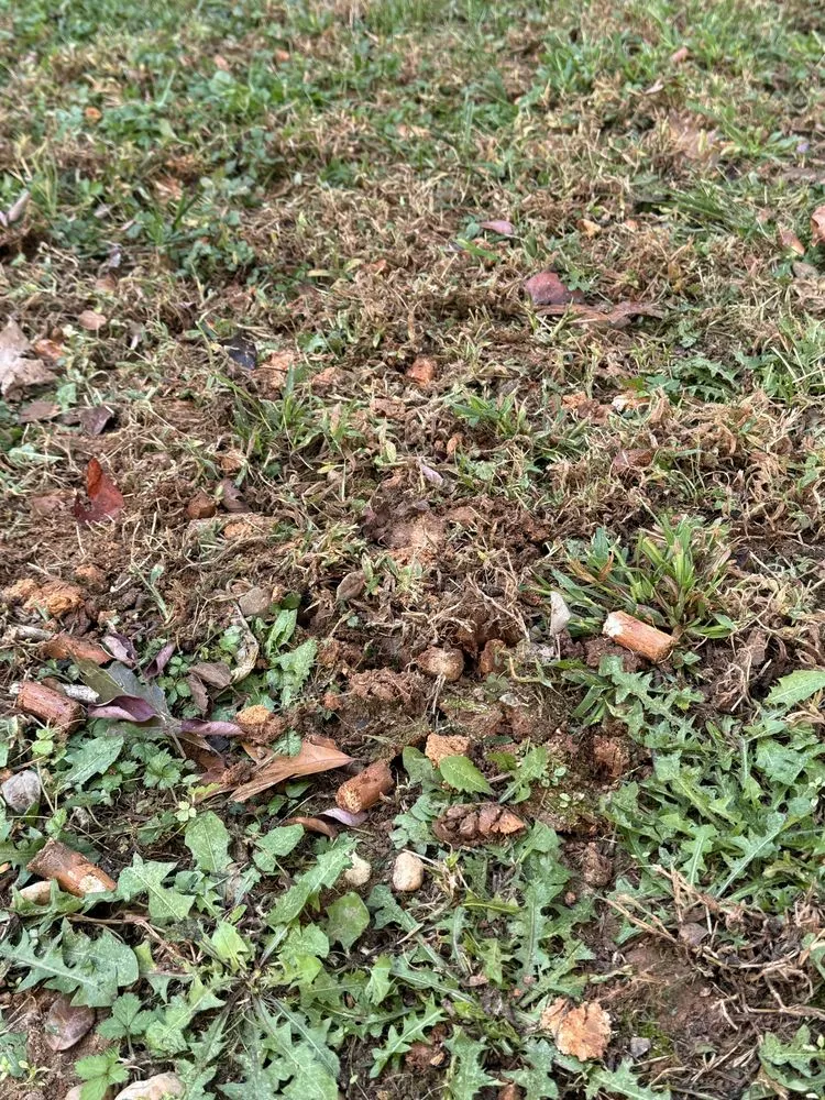 Trusted yard maintenance experts serving Heath Springs, SC - A&E Lawn Care