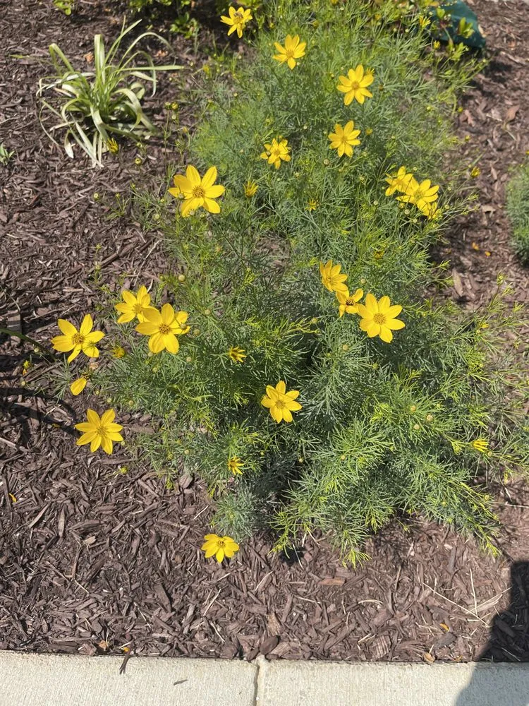 Affordable landscape installation for outdoor upgrades in Spencerville, MD by AE Quality Landscaping