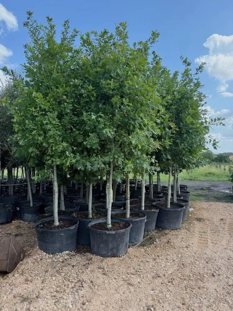 Trusted outdoor landscaping in Manor, TX - A&E Trees