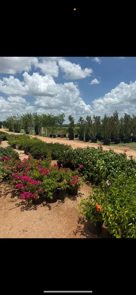 Reliable landscape installation with custom design in Manor, TX by A&E Trees