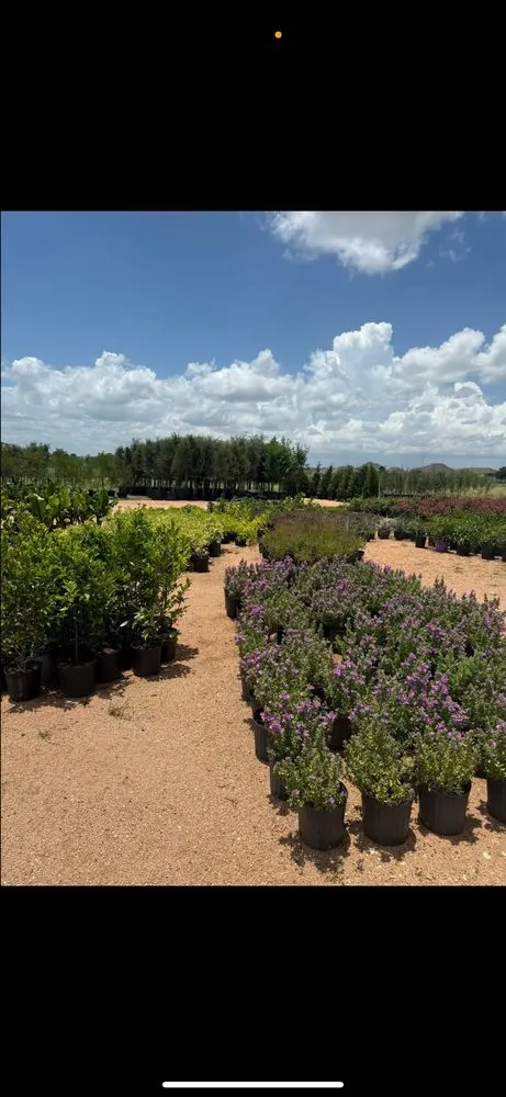 Affordable residential landscaping near you in Manor, TX by A&E Trees