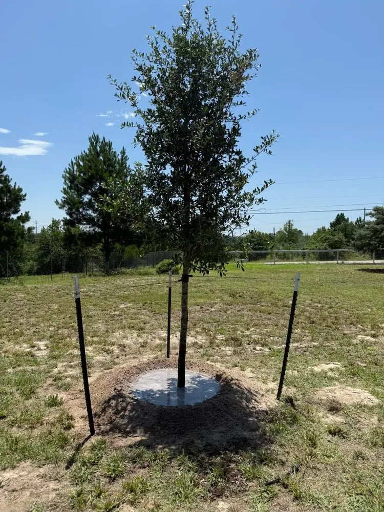 Top-rated landscape installation for beautiful yards in Manor, TX by A&E Trees